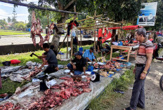 Sambut Ramadhan Harga Daging Di Kaur Naik