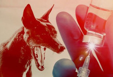 Tak Ingin Hewan Peliharaannya Terkena Rabies, Warga Serbu Program Vaksin Rabies Gratis