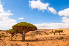 Pulau Socotra, Sebuah Pulau Di Yaman Yang Menyimpan Banyak Misteri, Berikut 7 Fakta Uniknya