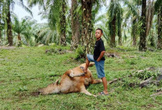 Serangan Virus SE Meluas, Ternak Warga Bengkulu Selatan Bertumbangan