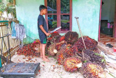 Harga Kelapa Sawit Turun Lagi, Segini Per Kilogramnya