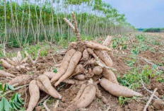 Sulit Pemasaran, Budidaya Singkong Tidak Menjanjikan