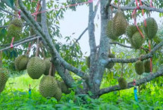 Masa Depan Petani Durian di Asia Tenggara Suram, Thailand dan Vietam Panik, Ini Penyebabnya