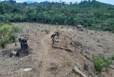 Satgas TMMD Ke-124 Kodim 0408 Bengkulu Selatan Bantu Warga Bersihkan Kebun Jagung