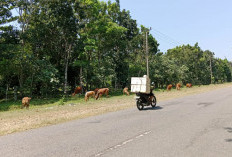 Segera Kandangkan Ternak, Satpol PP Kembali  Razia Dalam Waktu Dekat, Denda Jutaan Rupiah Siap Diterapkan