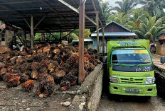 Meroket, Harga Sawit di Seluma Tembus Rp 2.900/Kilogram