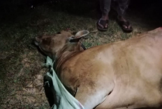 Nekat, Pencuri Sapi Beraksi Dalam Kota, Dua Ekor Sapi Bali Dipotong