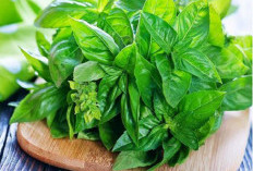 4 Manfaat Kemangi untuk Kesehatan, Kaya Antioksidan dan Vitamin