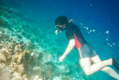 Pantai Ngantep Di Malang, Sajikan Pemandangan Bawah laut Yang Memukau