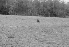 Dilanda Banjir, Belasan Hektar Padi Warga Lubuk Resam Rusak