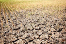 Dampak Kemarau dan El Nino, Produksi Padi di Bengkulu Turun