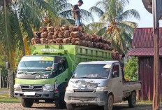 Hasil Panen Berkurang, Harga TBS di Bengkulu Selatan Ikutan Turun