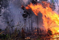 Musim Panas, Polisi Imbau Jangan Sembarang Bakar Hutan dan Lahan