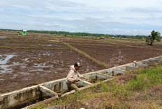 Distan Seluma Ajak Petani Ikuti Program AUTI