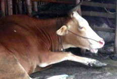 Ternak Ngorok Di Kaur Terus Meningkat, Pemilik Ternak Diminta Lakukan Ini