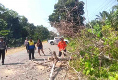 Atasi Gangguan Arus Lalu Lintas, Bersihkan Pohon Tumbang Di Jalan 