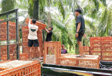 Banjir Stok, Daging Ayam Potong Hanya Rp26 Ribu