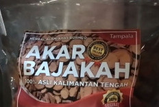 Akar Bajakah, Cara Cepat Menurunkan Berat Badan dan Mencegah Diabetes, Begini Meraciknya