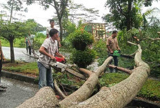 Hujan Deras, Pohon Sengon Besar Tumbang di Jalan Perkantoran