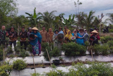 Desa Suka Menanti Kabupaten Kaur Sukses Panen Cabe Program Ketahanan Pangan