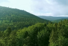 Misteri Tangan Raksasa di Hutan Kalimantan, Sempat Membuat Ilmuwan Rusia Lari Tunggang-langgang
