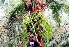 Petani Kelapa Sawit Kembali Mengeluh