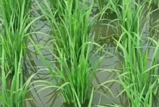 Fungisida Terbaik Yang Bisa Melindungi Tanaman Padi Tari Serangan Jamur
