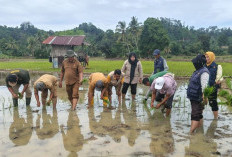 Tingkatkan Hasil Distan Bengkulu Selatan Selalu Berikan Pendampingan