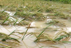 17 Wilayah Pertanian Di Bengkulu Selatan Rawan Banjir, Ini Lokasinya