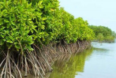 Mangrove Jadi Benteng Pertahanan Dari Tsunami