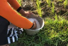 Perhatian Penting Bagi Petani Padi, Perhatikan Waktu Pemupukan, Jika Salah Bisa Gagal Panen