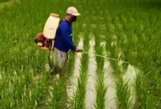 Mengenal Padi MR337, Varietas Unggul dengan Hasil Maksimal, Seperti Ini Cara Perawatan Benar