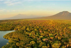 Taman Nasional Alas Purwo, Destinasi Wisata Alam Mempesona, Ini 6 Spot Menarik Dikunjungi