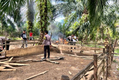 BREAKING NEWS: Polres Kaur Bongkar Lokasi Perjudian Sabung Ayam