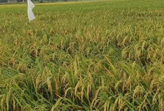 Cara Pemupukan Padi Agar Hasil Panen Melimpah