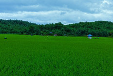Curah Hujan Tinggi, Petani Padi Bergembira