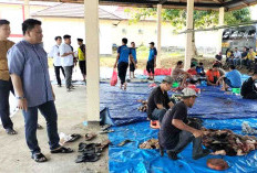 Hewan Kurban di Seluma Tembus 1.098 Ekor, Terbanyak di Sukaraja, Di Kaur 822 Ekor