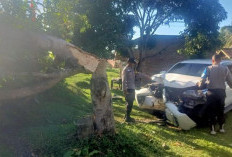 Kecelakaan Tunggal, Mobil Fortuner Hantam Pohon Mangga di Kaur
