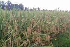 3 Jenis Padi Super Genjah, Hasil Berlipat Ganda, Petani dijamin Untung