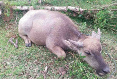 Puluhan Sapi dan Kerbau Warga Kaur Mati Mendadak, Diduga Terjangkit SE