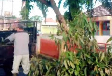 Warga Masih Membandel, Petugas DLHK Tidak Terima Sampah Batang Pohon