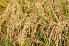 5 Varietas Padi Unggul untuk Lahan Sawah Tada Hujan, Tahan Kekeringan, Penyakit, dan Potensi Hasil Tinggi