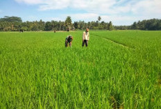 Babinsa Kodim 0408 BSK Datangi Lahan Masyarakat, Apa Tujuannya?