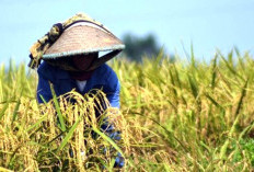 Dukung Swasembada Pangan, Petani Diingatkan Soal Lahan