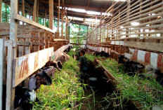 Kambing Termurah Ada Di Peternakan Pak Agus