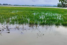 Sawah Sering Terendam Genangan Air Bah, Jangan Khawatir, Benih Padi Inpari 30 CM Solusinya