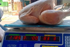 Harga Jual Daging Ayam di Bengkulu Selatan Melonjak Tajam