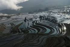 Hamparan Sawah Terluas dan Tertinggi di Dunia, Lokasinya Berada di Atas Awan, Tidak Percaya? Ini Buktinya