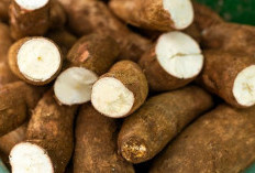 Manfaat Rutin Mengonsumsi Singkong bagi Kesehatan Usus