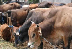 Pemkab Kaur Siapkan 7 Ekor Sapi Kurban